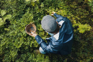 Mies poimii mustikoita metsässä